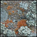 Lichen