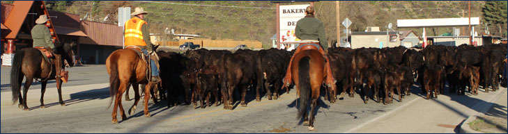 photo of cattle by hank's market
