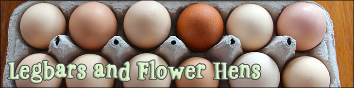 legbars and flower hens