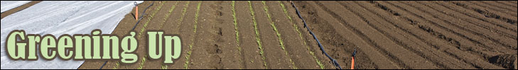 greening up - photo of young greens in tilled field