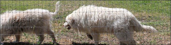 photo of sheep dogs