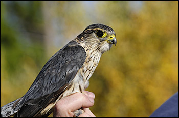 Merlin on a hand