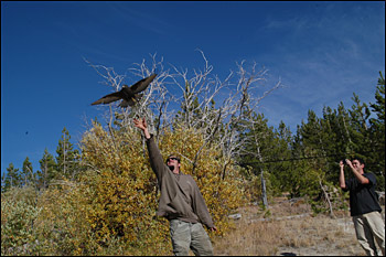 Hawk released