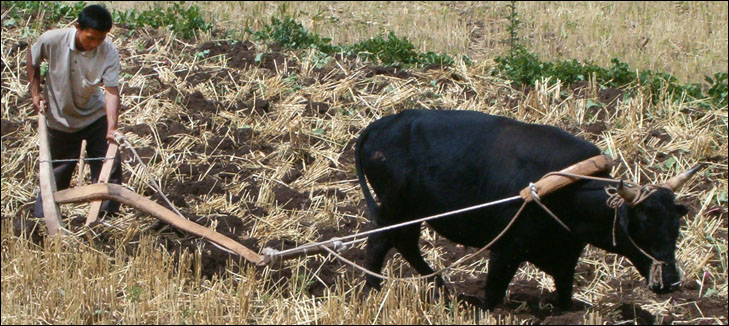 photo of man working ox drawn plow