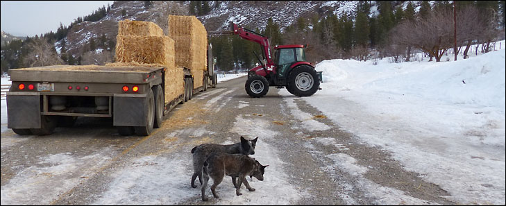 photo of tractor unloading hay bales