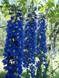 delphiniums