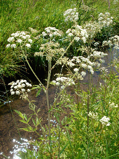 Hemlock