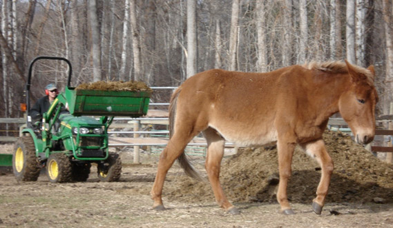 mule and tractor