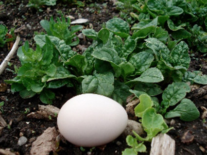 spinach