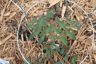 photo of purple looking tomato plant