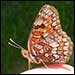 photo of butterfly