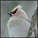 Bohemian Waxwings