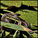 photo of butterfly