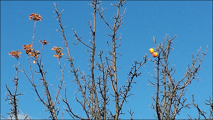 old apple orchard