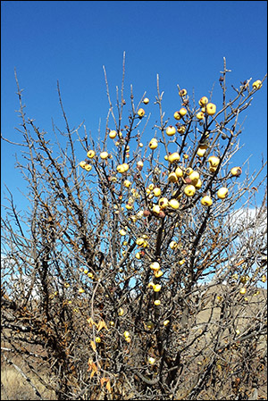 Old apple orchard